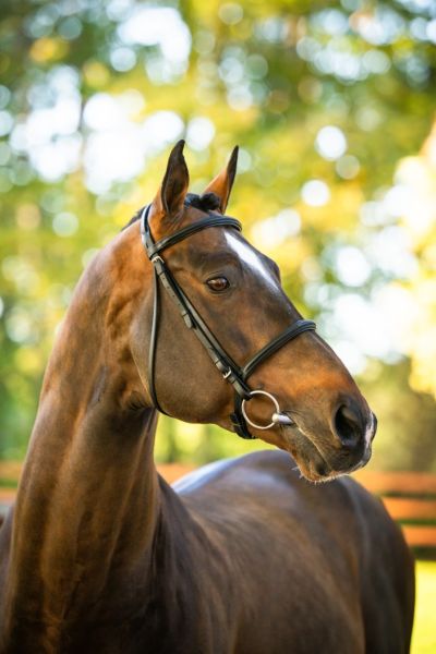 EXTRA Z - True to his name! | Studfarm Zangersheide